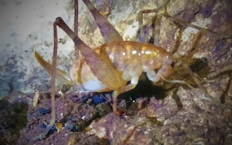 Diyarbakır’da bulunan yeni çekirge türüne ‘Troglophilus diclensis’ ismi verildi