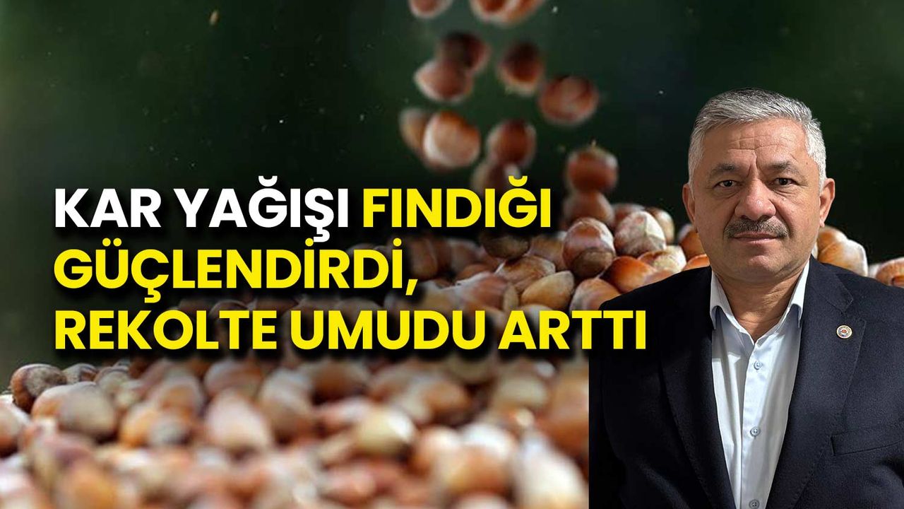Kar Yağışı Fındığı Güçlendirdi, Rekolte Umudu Arttı