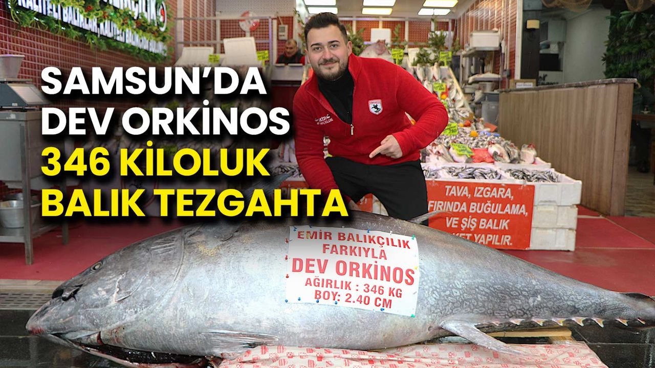 Samsun’da Dev Orkinos! 346 Kiloluk Balık Tezgahta