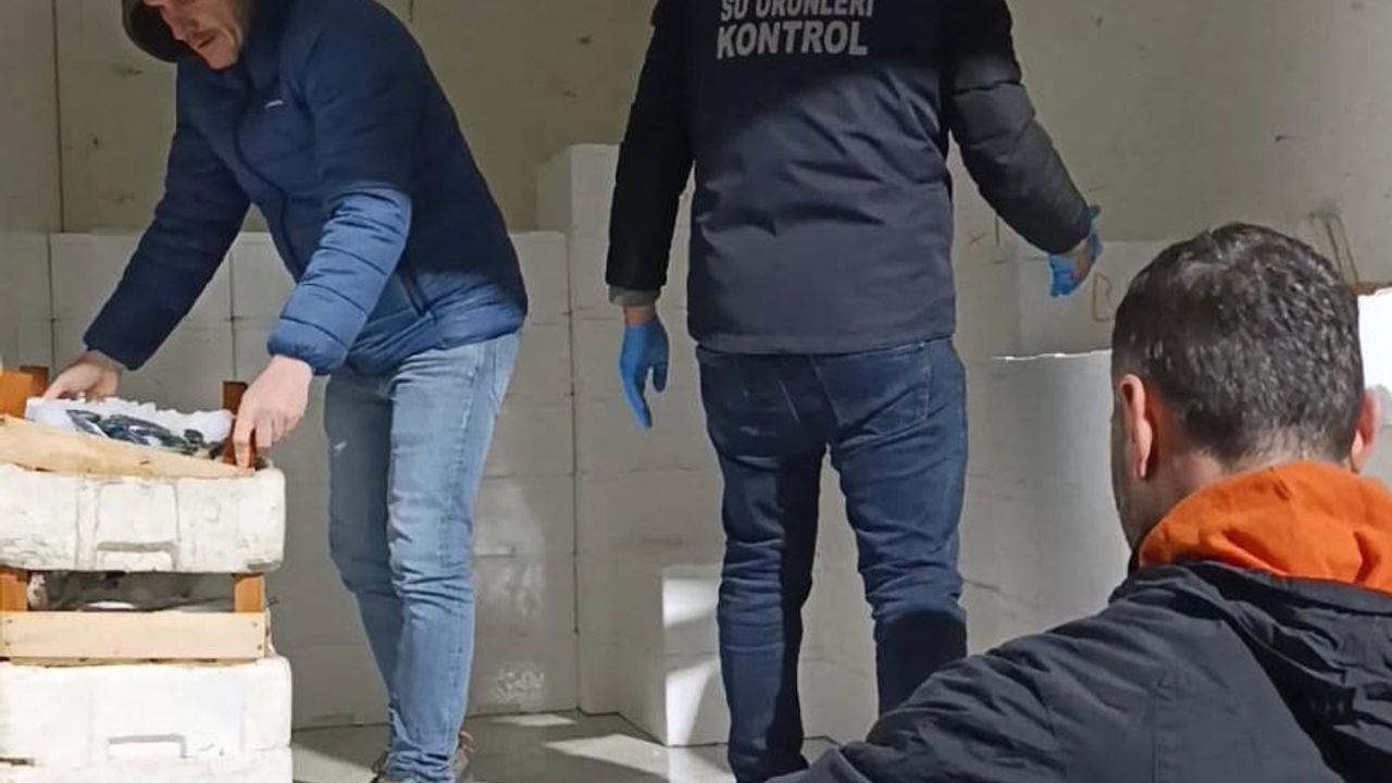 Samsun'da yasal avlanma boyunun altında olan 2,6 ton mezgit ele geçirildi