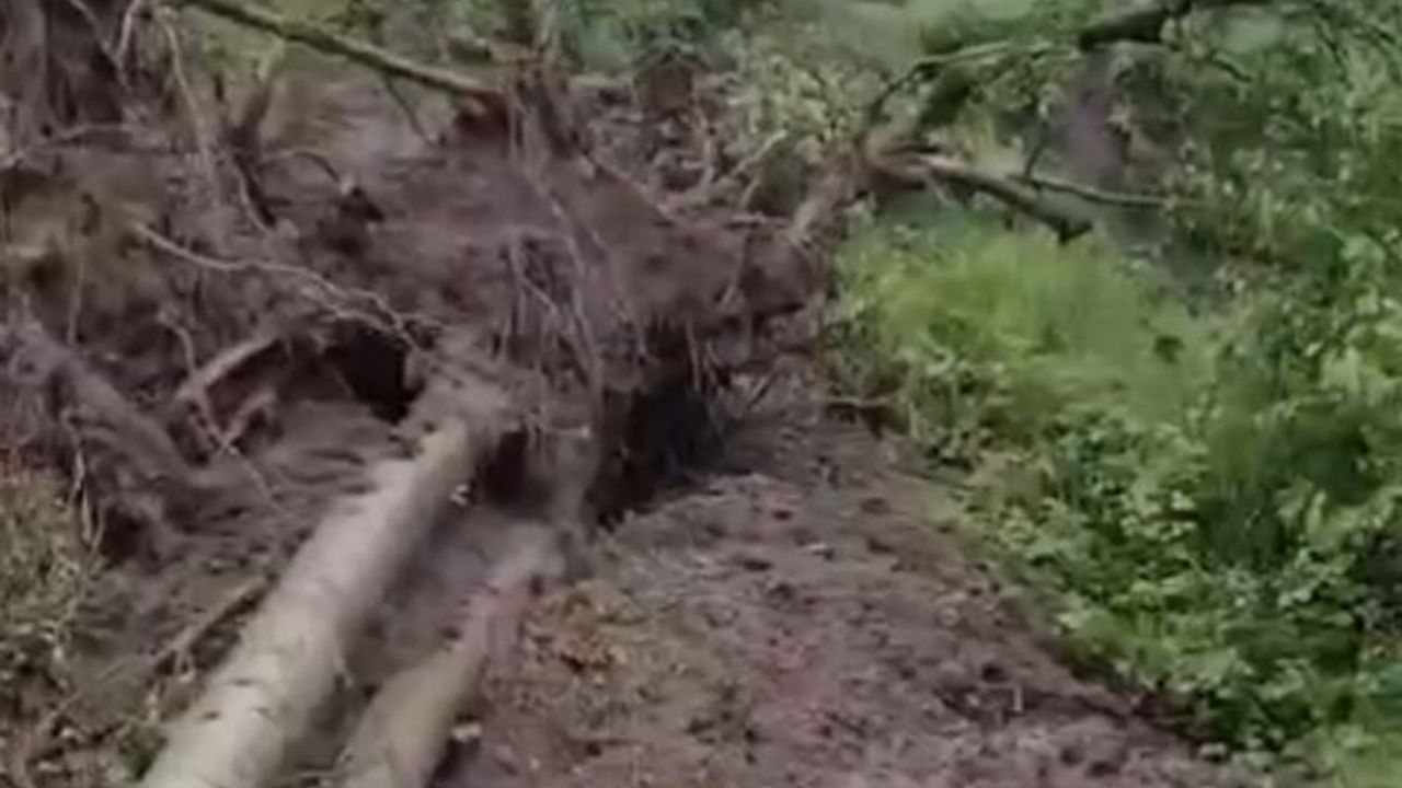 Heyelanda devrilen ağaçlar yolu kapattı