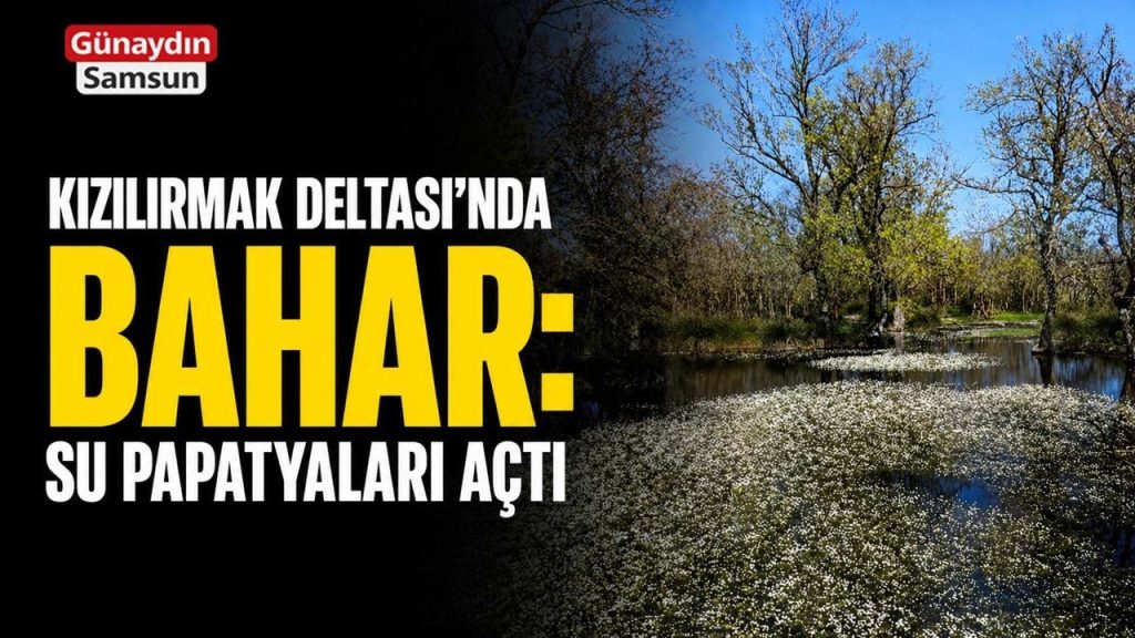 Kızılırmak Deltası’nda Bahar: Su Papatyaları Açtı