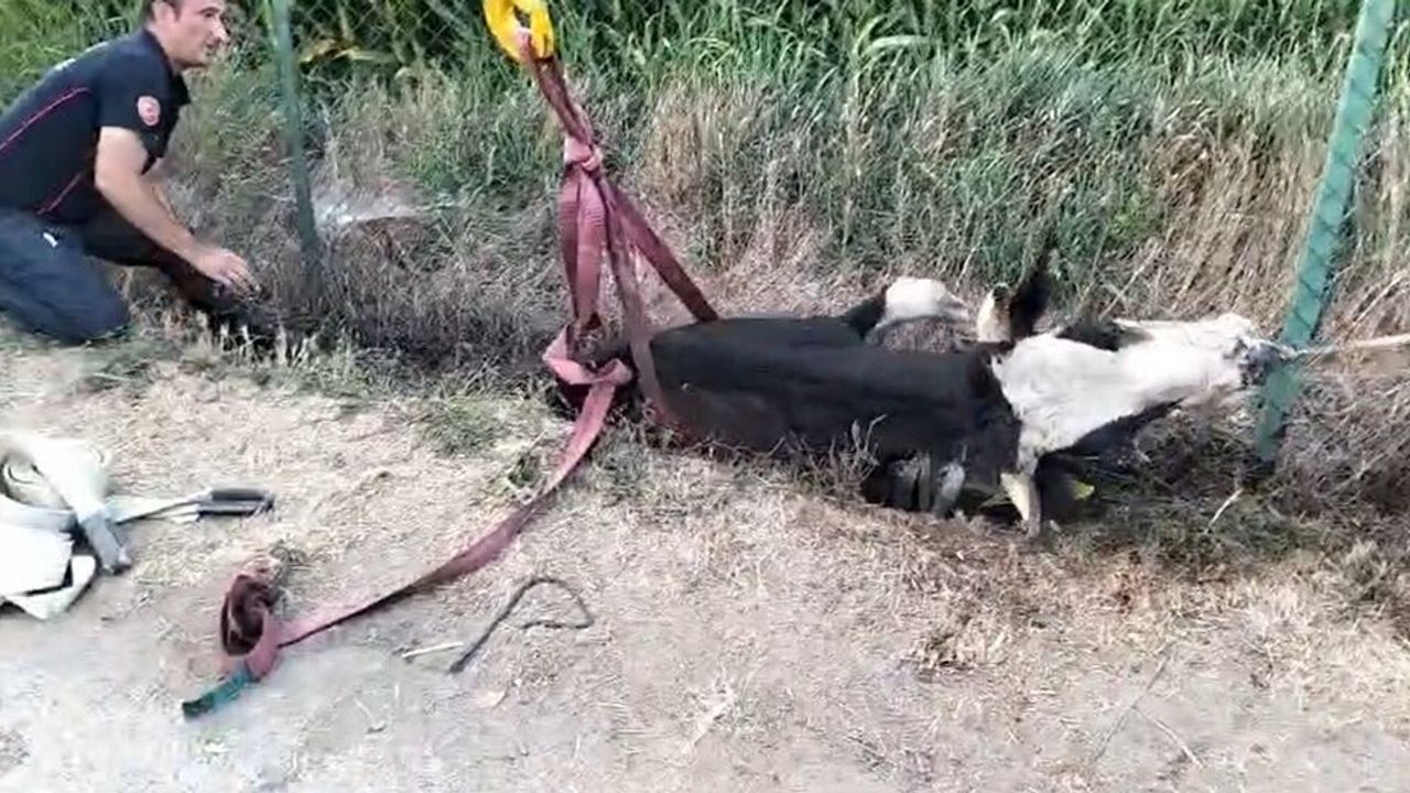 Kanala düşen ineği itfaiye ekibi kurtardı