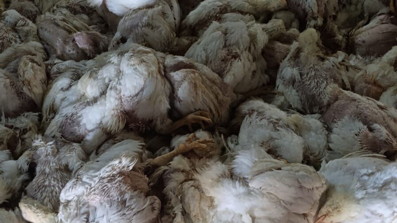 Çiftliğin havalandırması arızalanınca 4 bin tavuk öldü